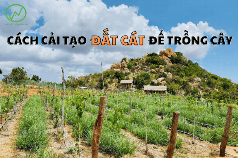 Sơ đồ minh họa cách hệ rễ chùm của bí xanh hấp thụ nước và dinh dưỡng từ lớp đất mặt màu mỡ